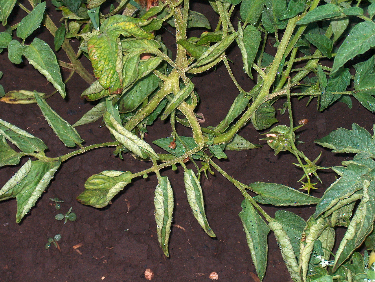 Скручиваются листья у томатов